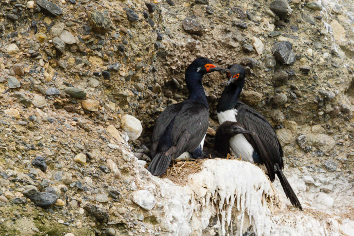 Aves del archipiélago fueguino Fotografías e información general