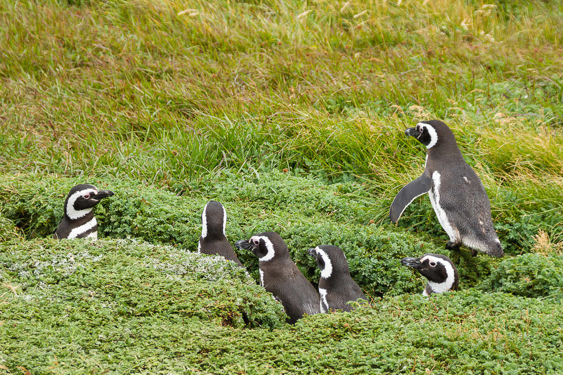 Seno Otway – Pingüino de Magallanes