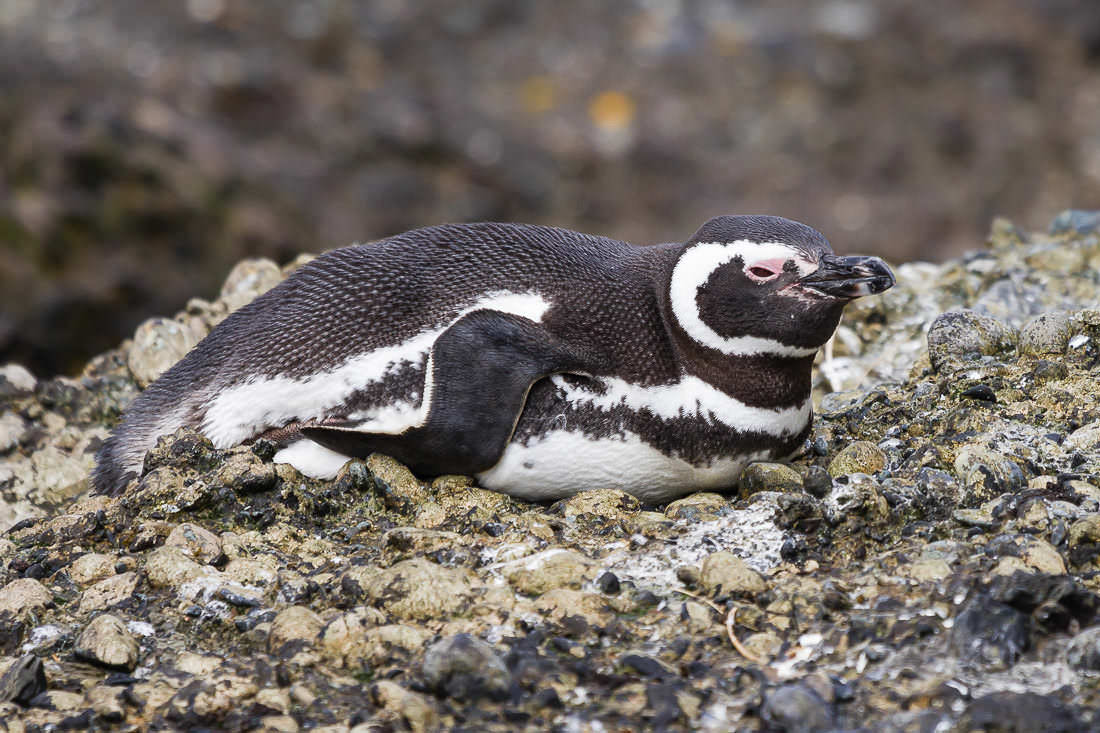 Islotes Tuckers – Pingüino de Magallanes