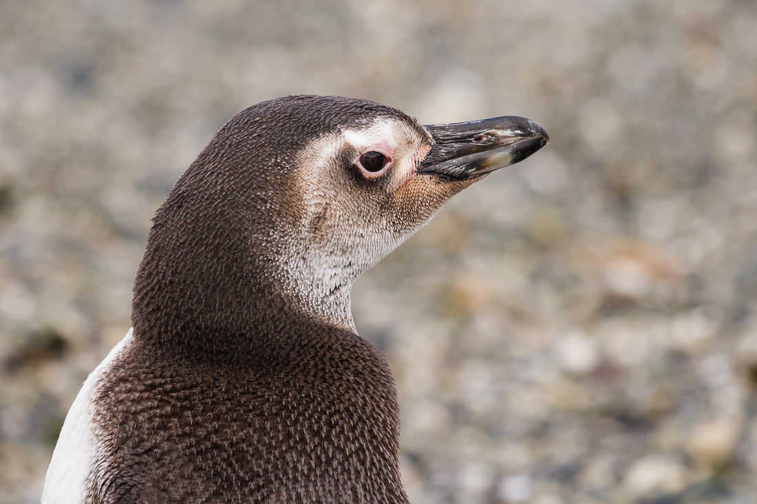 Pingüino juvenil – Pingüino de Magallanes
