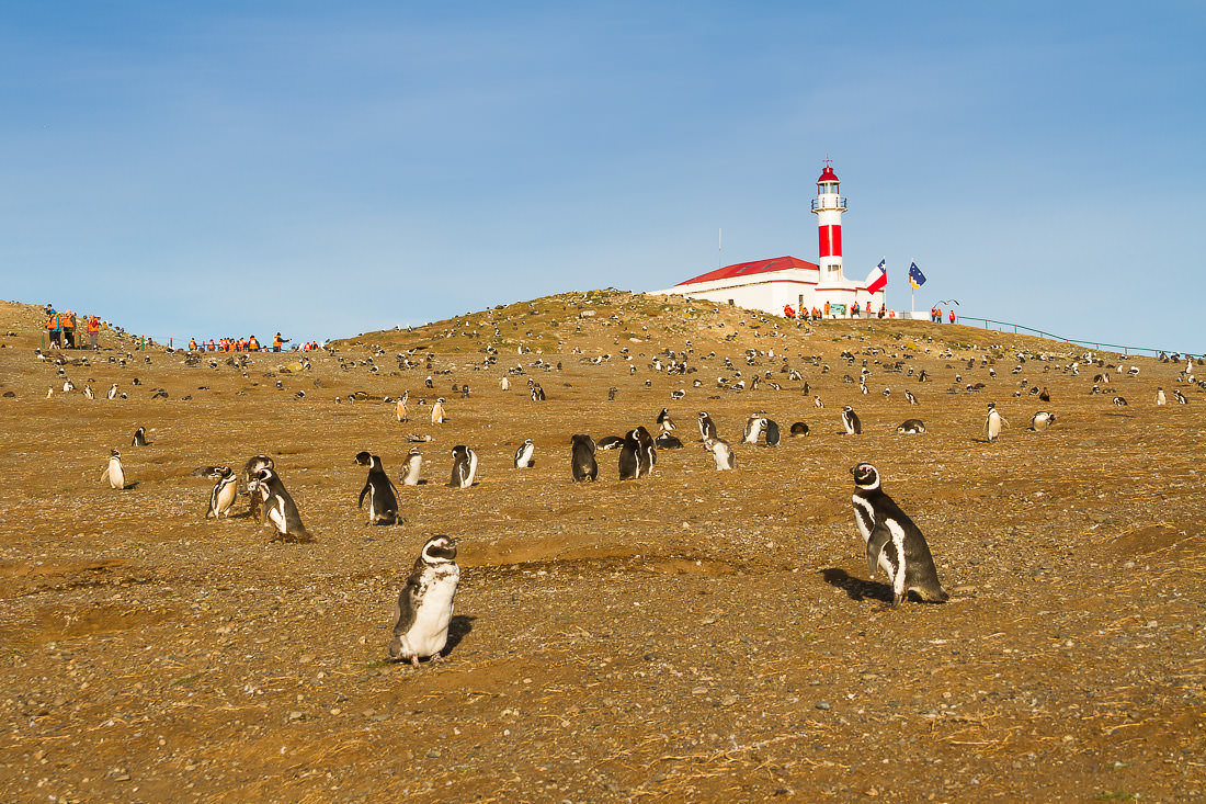 Isla Magdalena – Pingüino de Magallanes