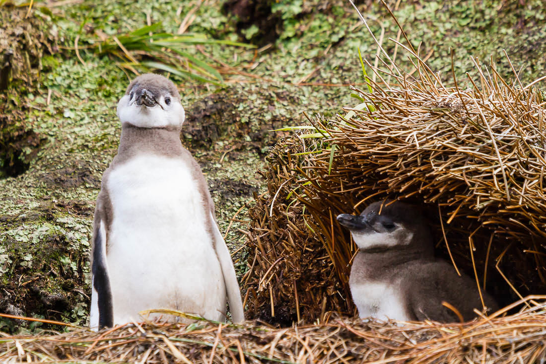 Crías – Pingüino de Magallanes