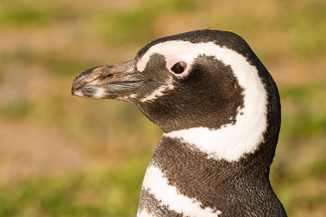 Adulto – Pingüino de Magallanes